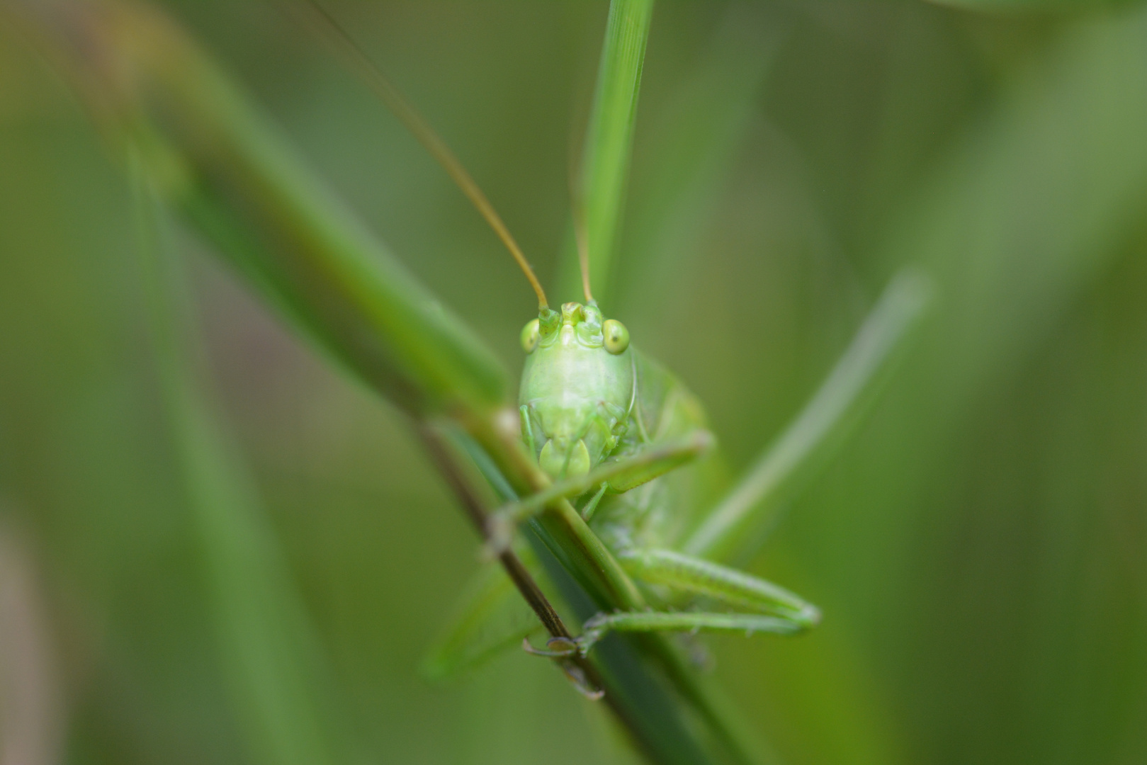 Heuschrecke in Grass