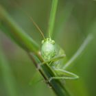 Heuschrecke in Grass