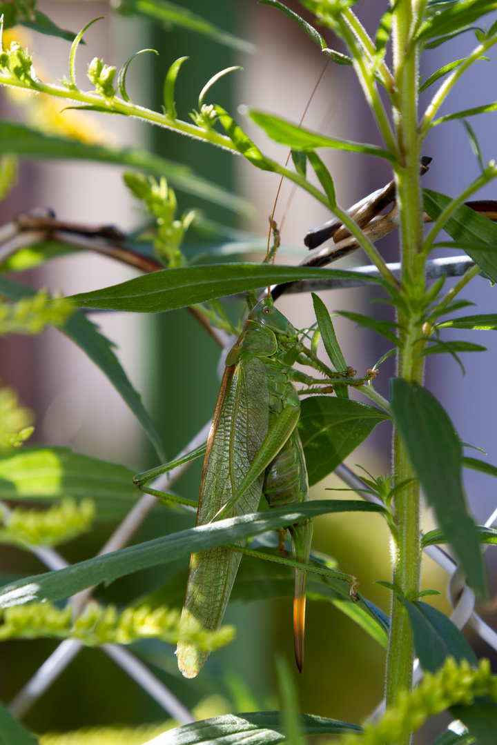 Heuschrecke in unserem Garten