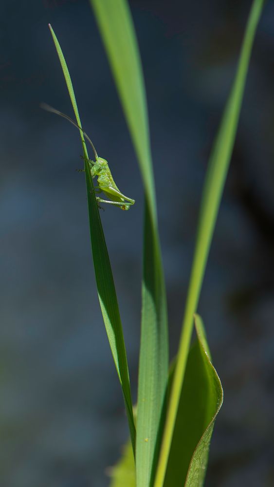 Heuschrecke knapp 1 cm gross - Freihand fotografiert