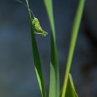 Heuschrecke knapp 1 cm gross - Freihand fotografiert