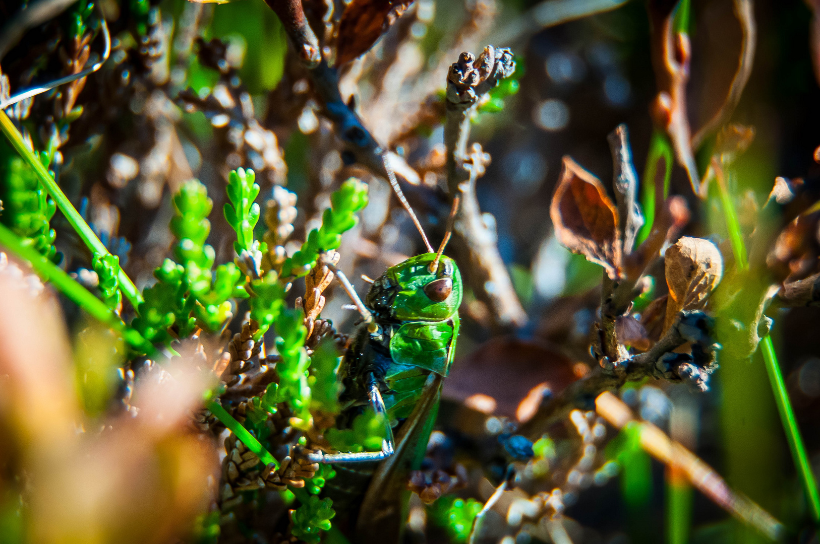 Heuschrecke Makro