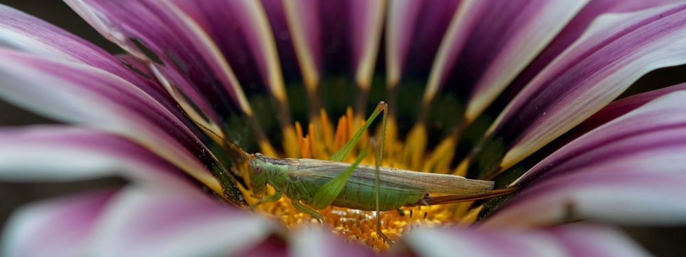 Heuschrecke meiner Mittagsblume