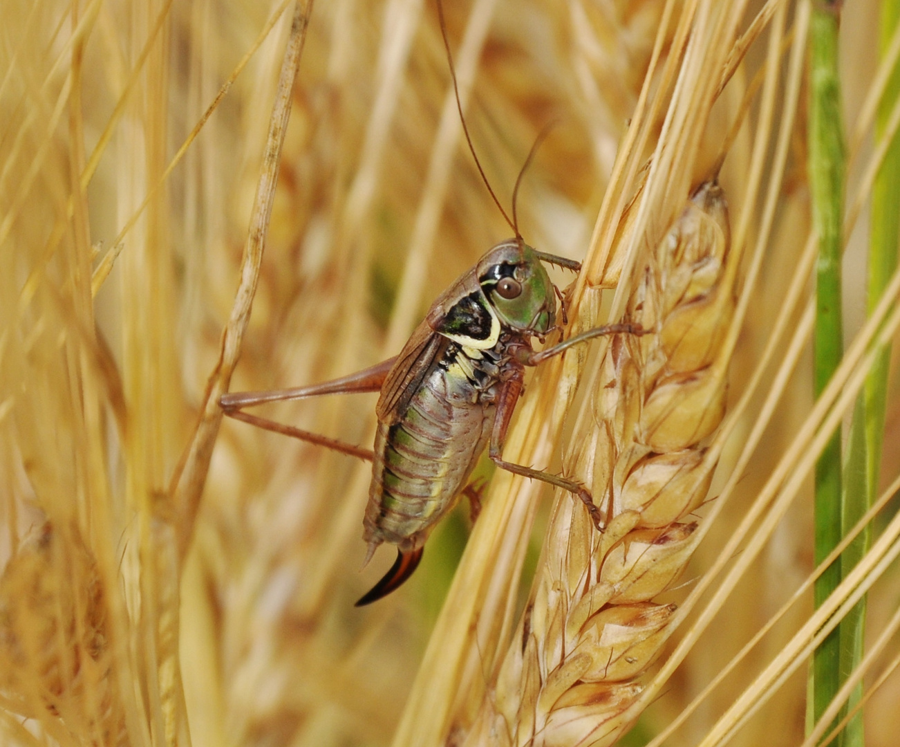 Heuschrecke  mit einem Bein