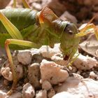 Heuschrecke mit fehlendem Bein