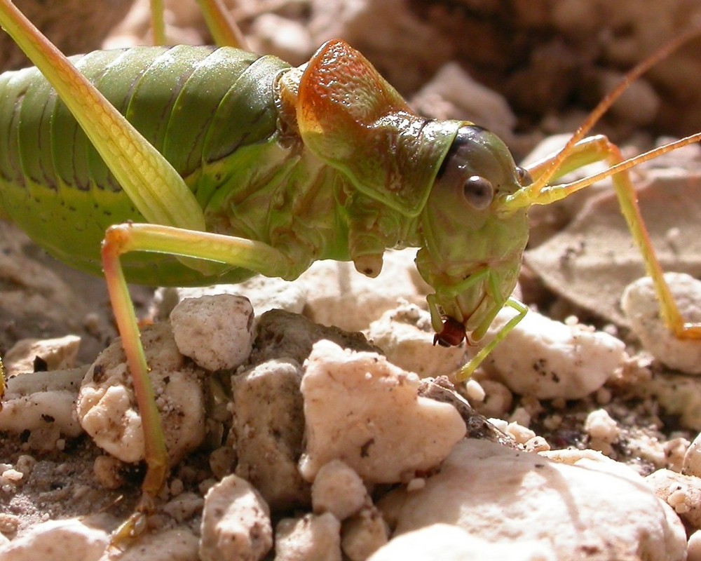 Heuschrecke mit fehlendem Bein