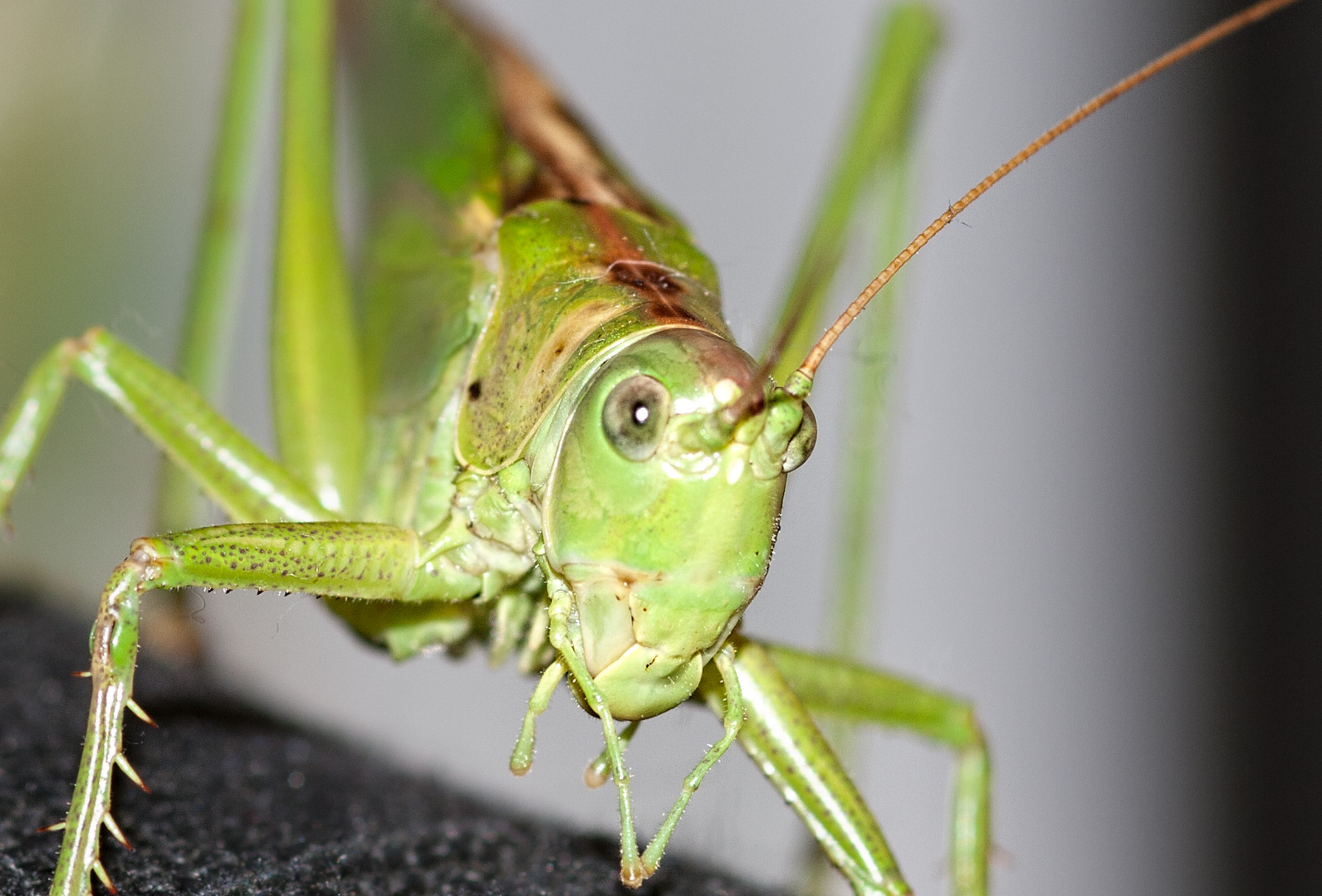 Heuschrecke (mit Makroobjektiv fotografiert) Foto & Bild | tiere ...