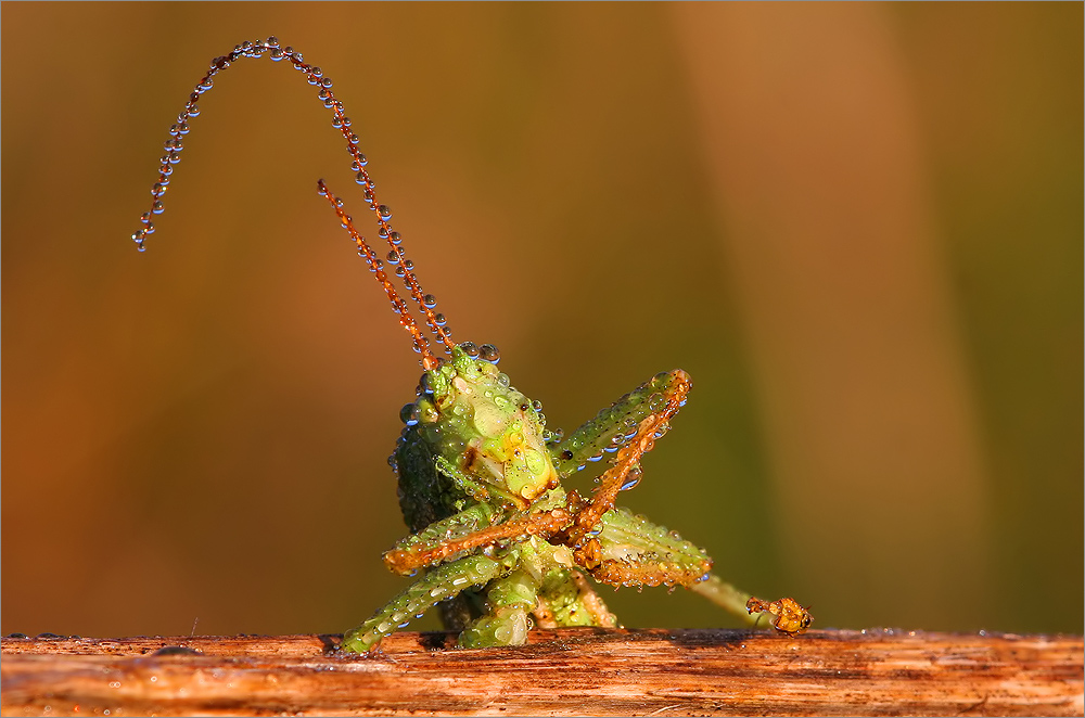 Heuschrecke mit natürlichen Tautropfen