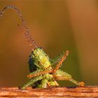 Heuschrecke mit natürlichen Tautropfen