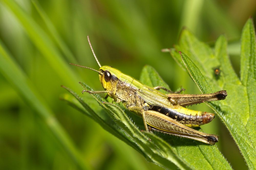 Heuschrecke mit Passagier