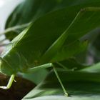 Heuschrecke oder doch ein laufendes Blatt