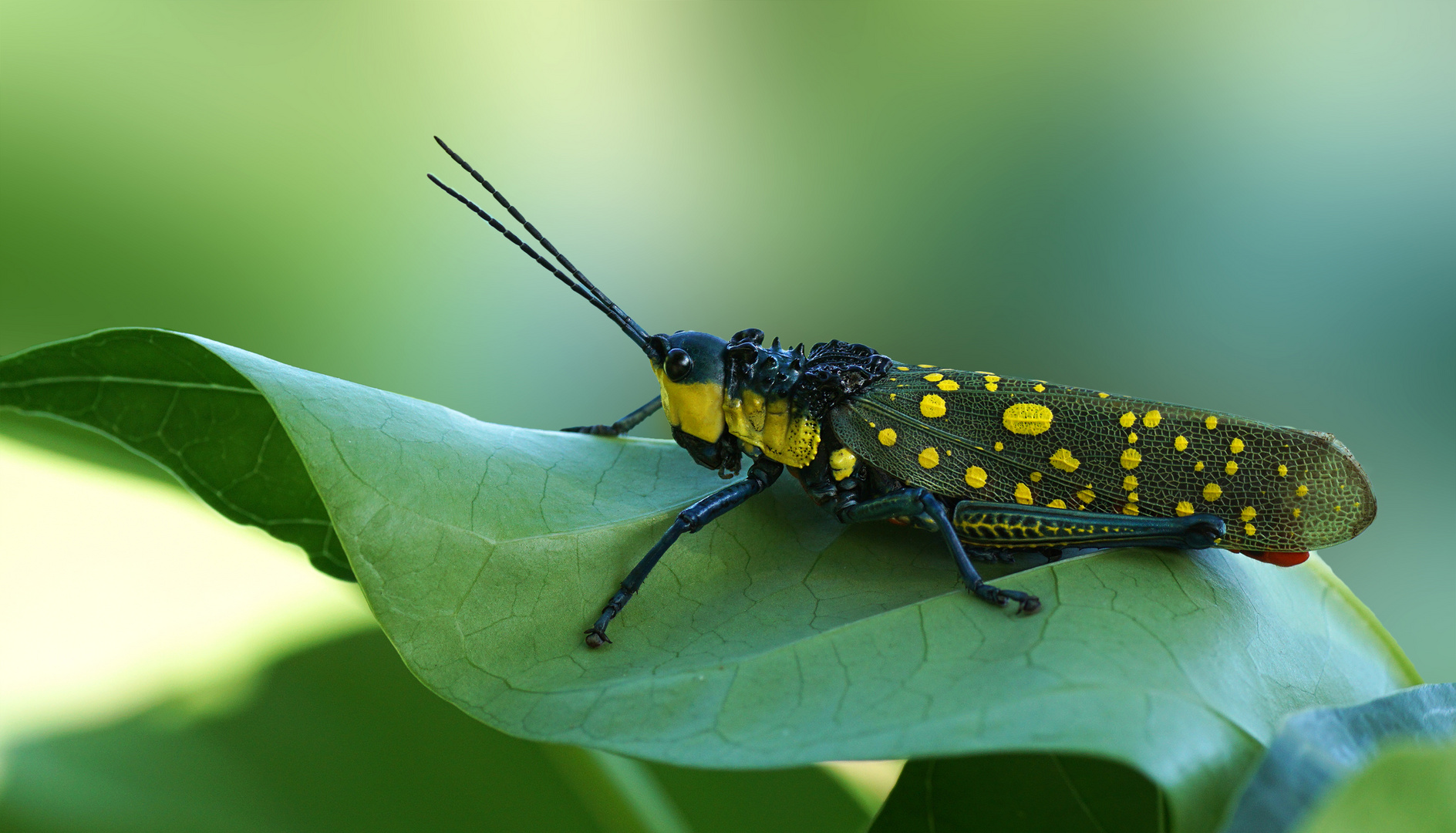 Heuschrecke (Orthoptera)