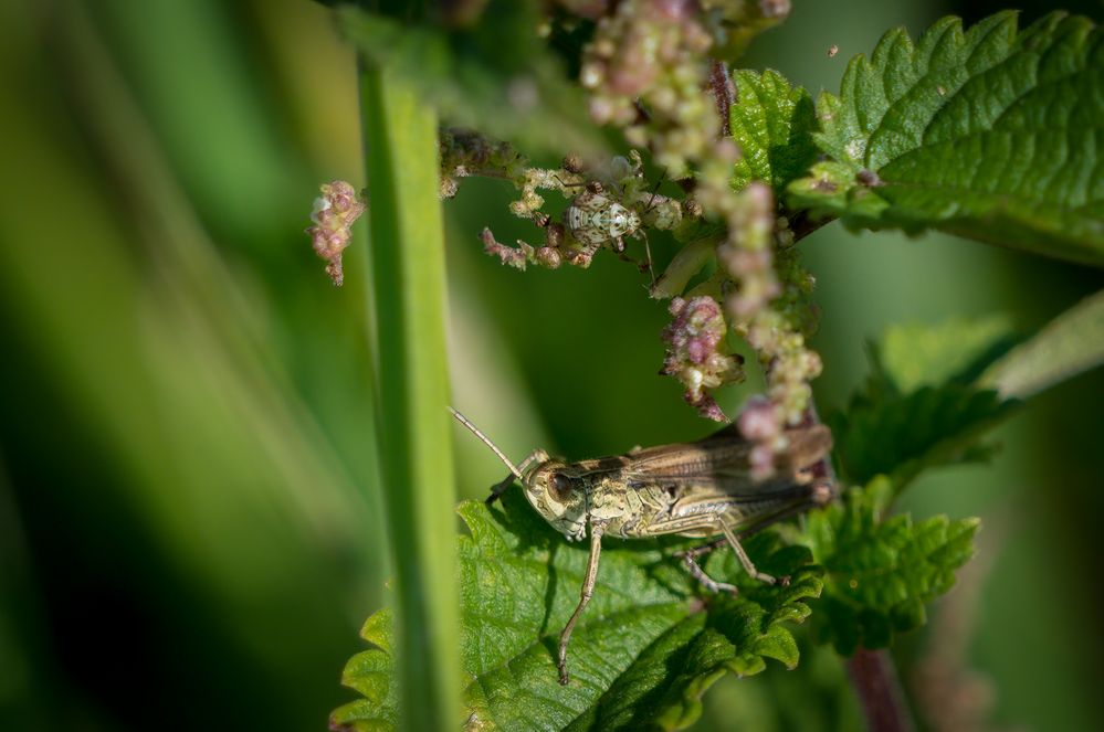 "HEUSCHRECKE PLUS"  (Suchbild)