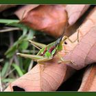 Heuschrecke rot-grün