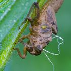 Heuschrecke? Schmetterling?