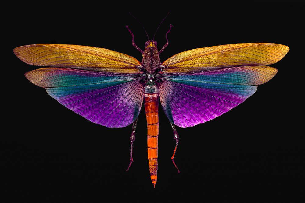 Heuschrecke Titanacris albipes Foto & Bild sommer, natur, insekten