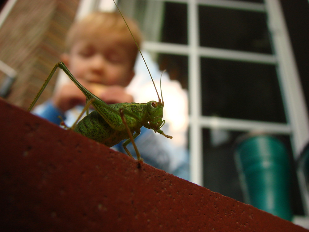 Heuschrecke und Kind