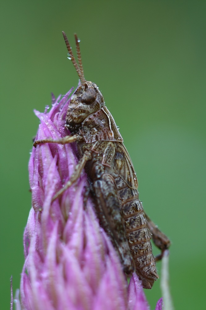 Heuschrecke und Orchidee oder umgekehrt...