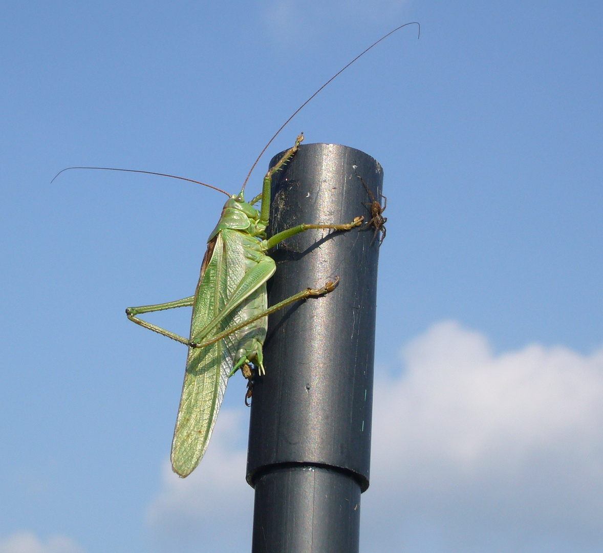 Heuschrecke und Spinne