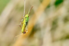 Heuschrecke völlig entspannt ...