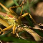 Heuschrecke vor dem Sprung