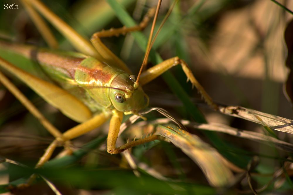 Heuschrecke vor dem Sprung