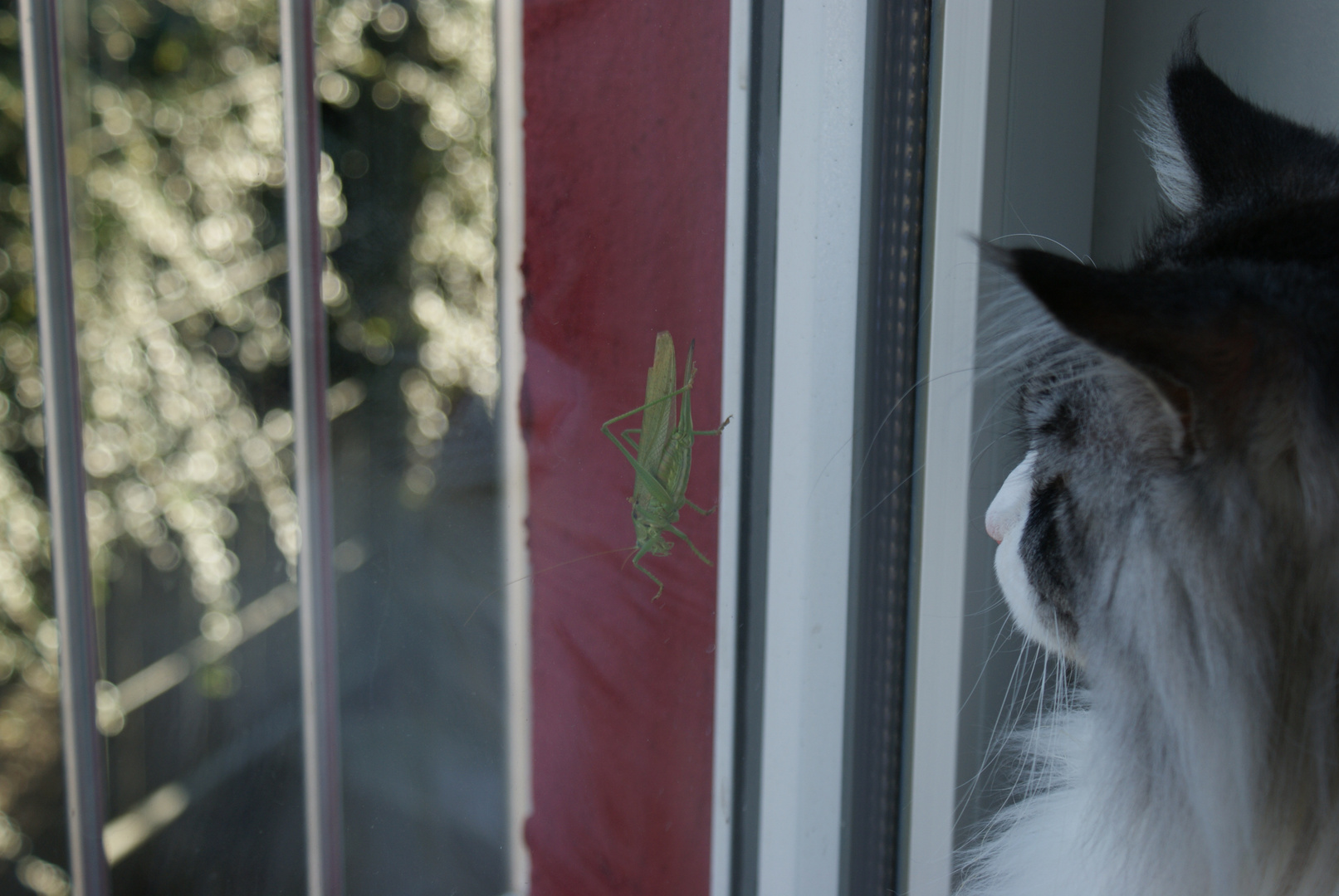 Heuschrecke vs. Elvis ( Maine Coon )