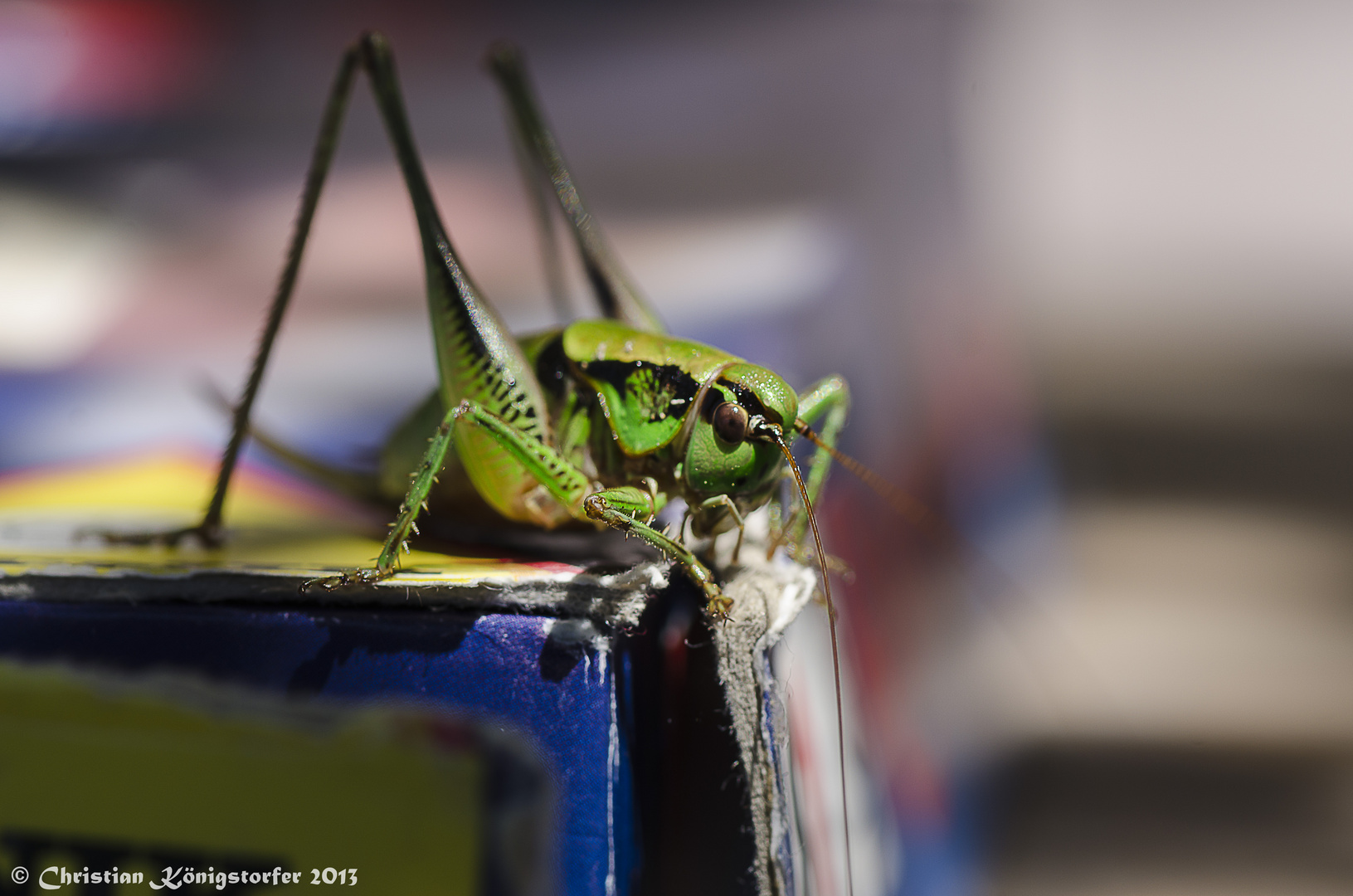 Heuschrecke zu Besuch