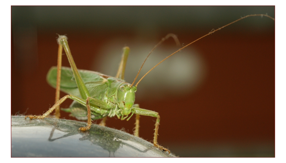 Heuschrecke zu Besuch