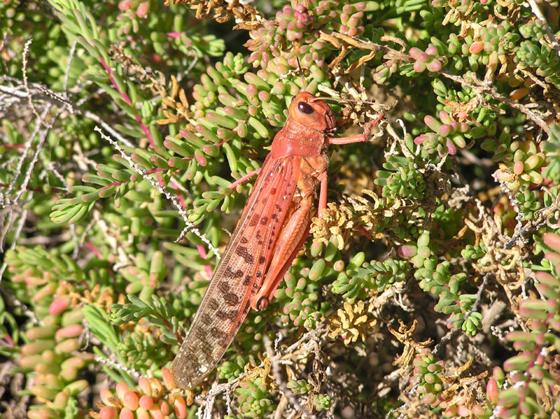 Heuschrecken auf Fuerteventura