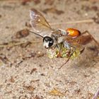 Heuschrecken Grabwespe mit erbeuteter Heuschrecke