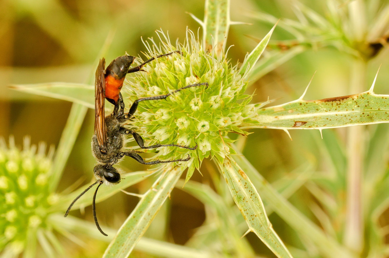 Heuschrecken-Grabwespe (Sphex funerarius)