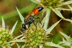 Heuschrecken-Grabwespe (Sphex funerarius)