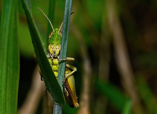 HEUSCHRECKEN-NETFLIX: STAFFEL 3, FOLGE 7: DURCHBLICK