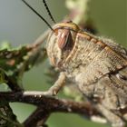 Heuschrecken Portrait