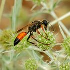 Heuschrecken-Sandwespe (Sphex funerarius)