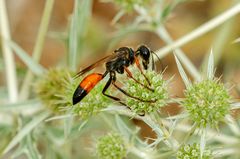 Heuschrecken-Sandwespe (Sphex funerarius)