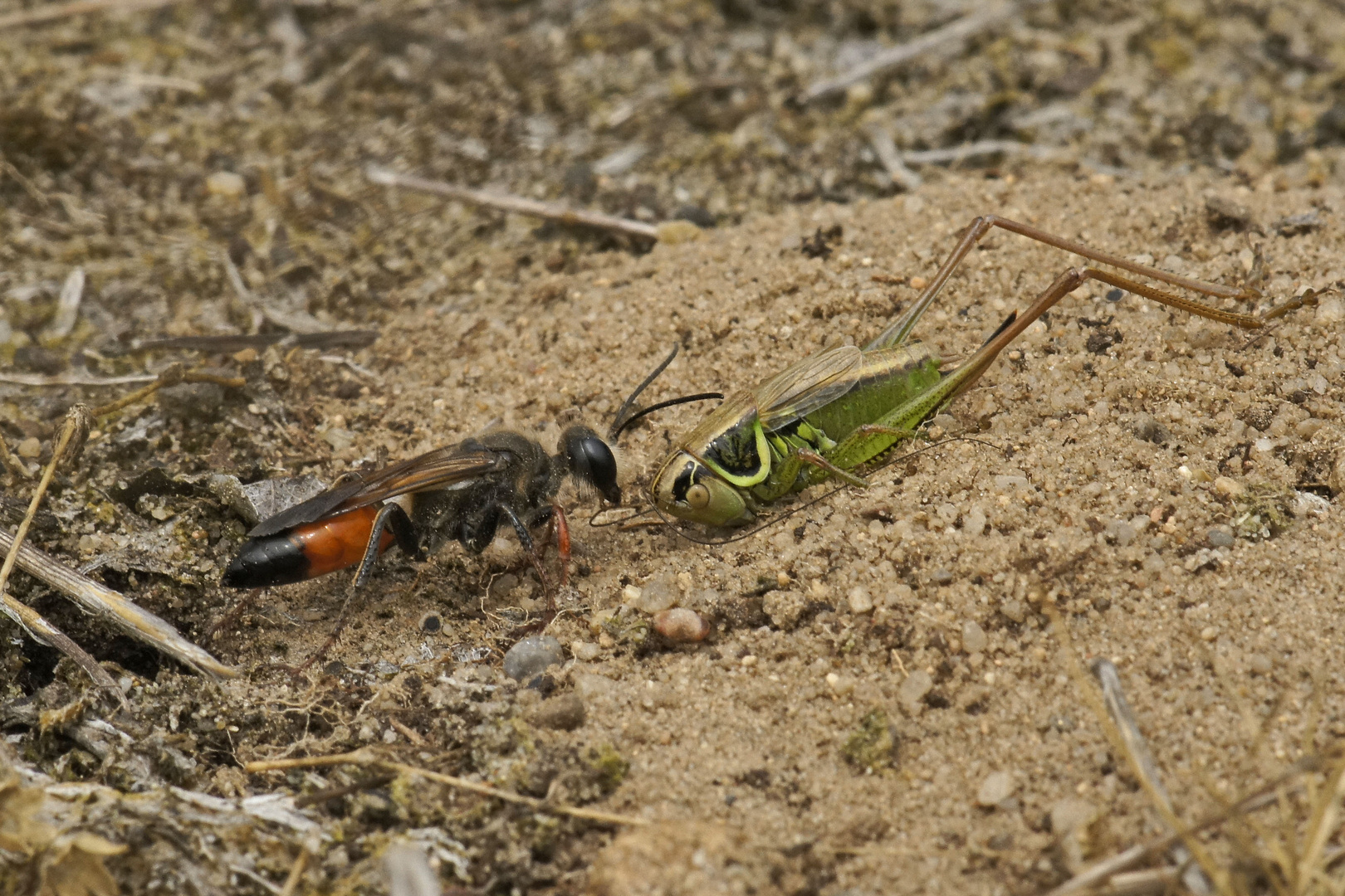 Heuschrecken-Sandwespe (Sphex funerarius)