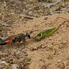 Heuschrecken-Sandwespe (Sphex funerarius)