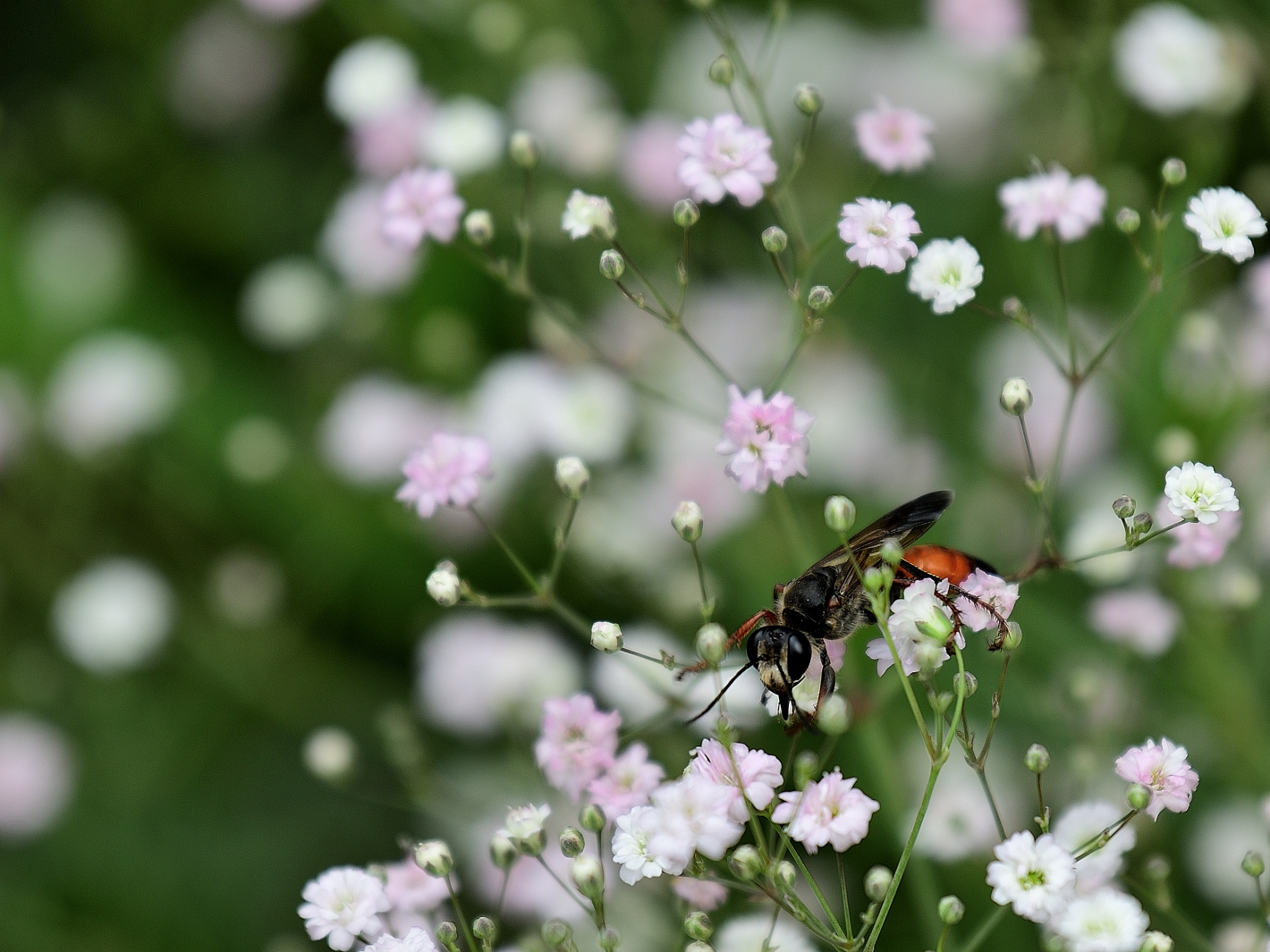 Heuschrecken-Sandwespe (Sphex funerarius), 