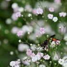 Heuschrecken-Sandwespe (Sphex funerarius), 