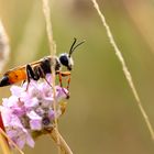 Heuschrecken-Sandwespe ( Sphex funerarius ) 