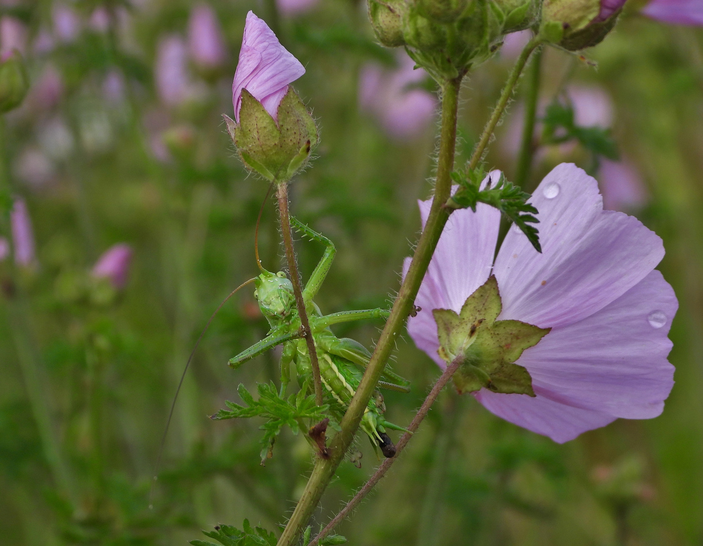 Heuschrecken_11a: Nymphe Heupferdchen