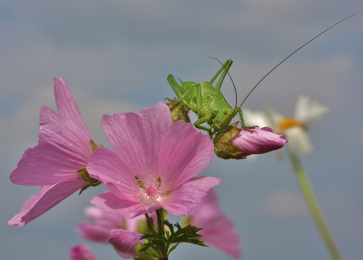 Heuschrecken_11c: Nymphe Heupferdchen