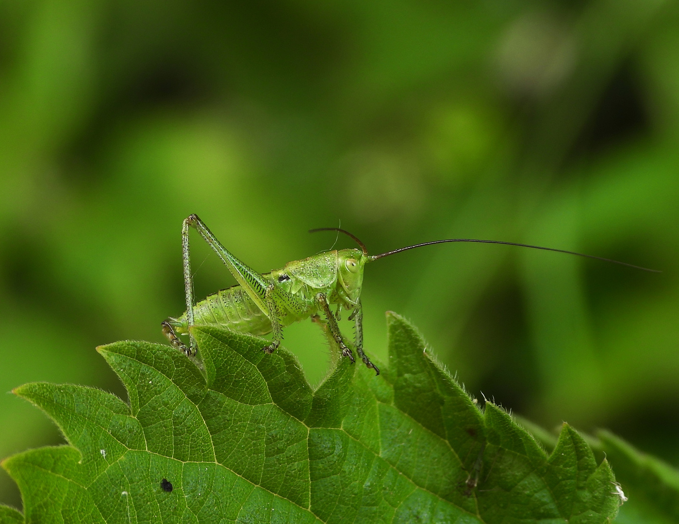 Heuschrecken_13: Heupferd Nymphe