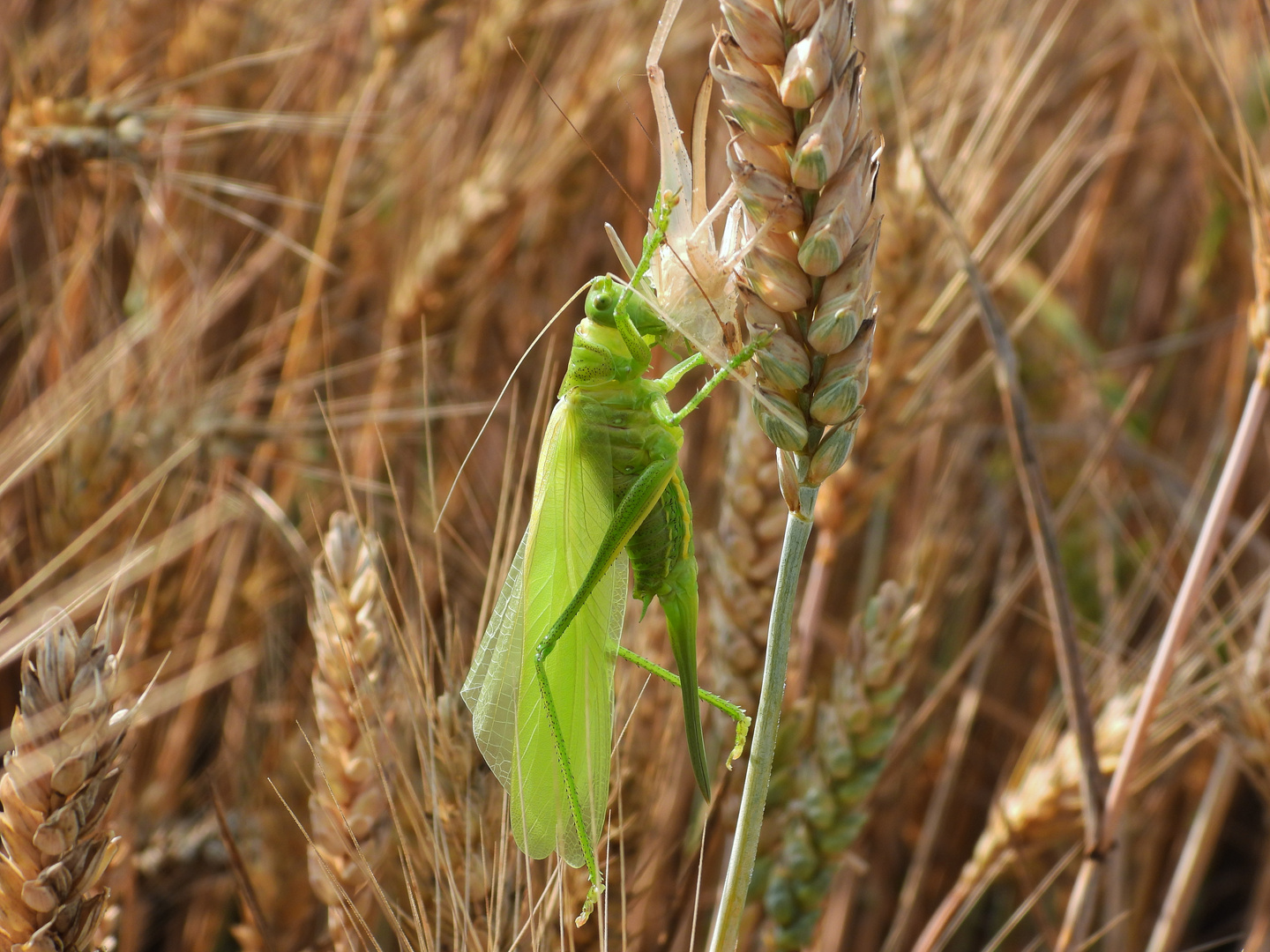 Heuschrecken_19: Heupferd