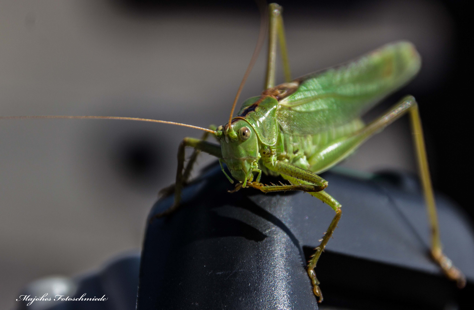 Heuschreckenbesuch