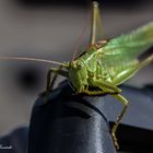 Heuschreckenbesuch