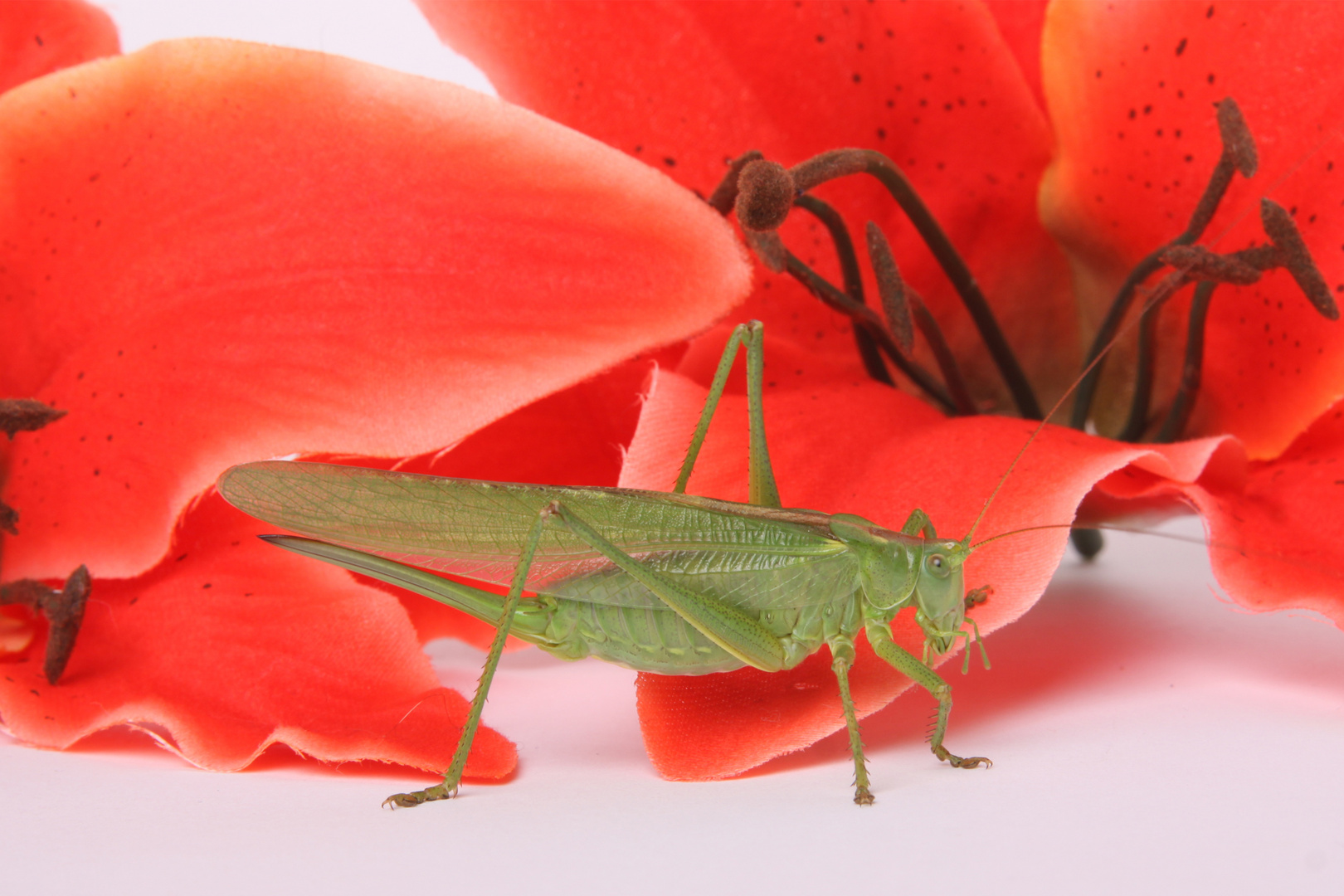 Heuschreckenbesuch beim Blitzefotographieren