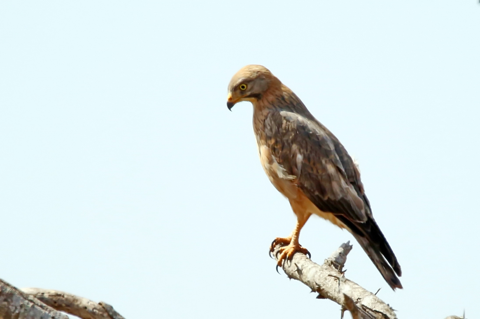 Heuschreckenbussard